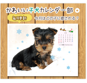 かわいい子犬カレンダー部