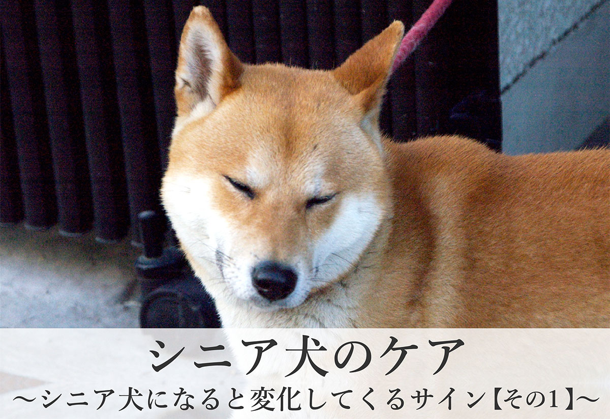 シニア犬のケア〜シニア犬になると変化してくるサイン【その１】〜