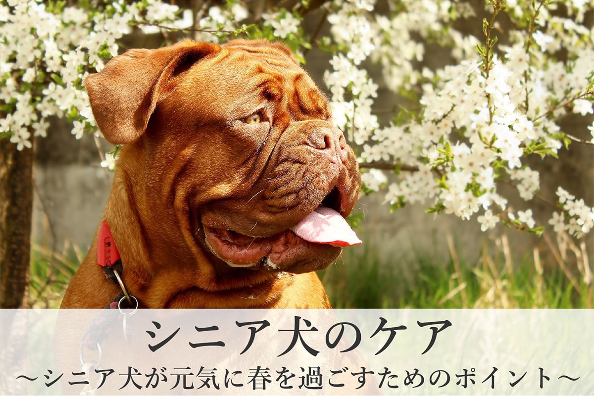 シニア犬が元気に春を過ごすためのポイント