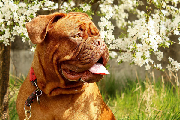 シニア犬が元気に春を過ごすためのポイント
