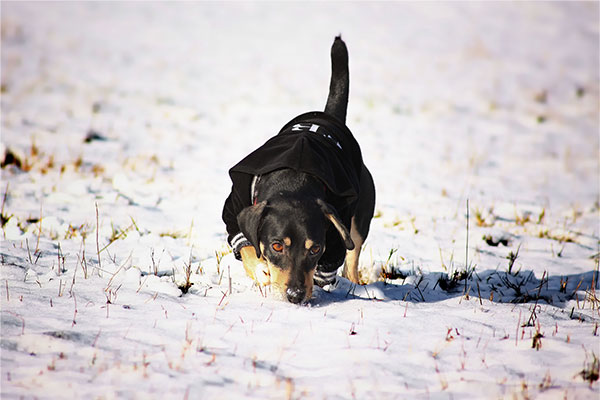シニア犬が元気に冬を過ごすためのポイント