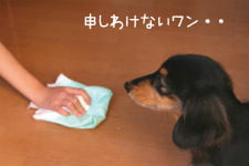 フローリングの粗相